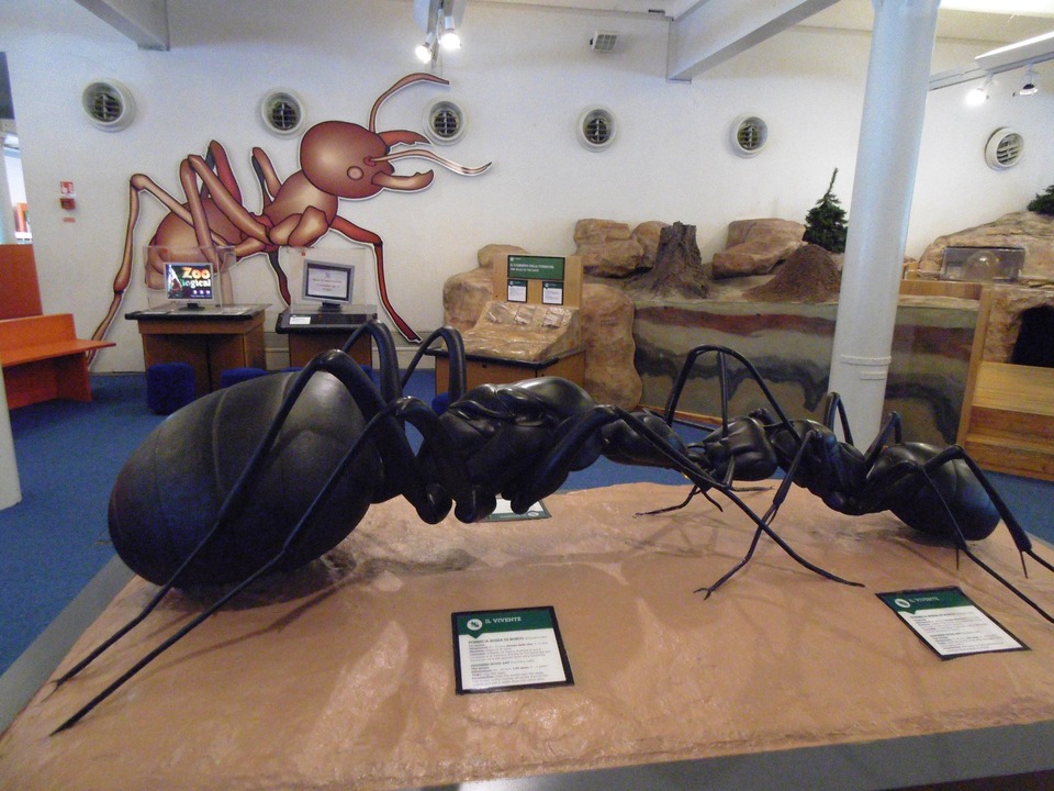 Image of an ant exhibition