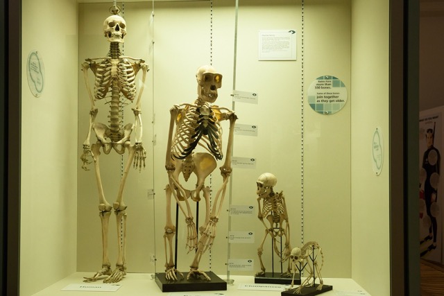 Image of the human evolution in skeletons.