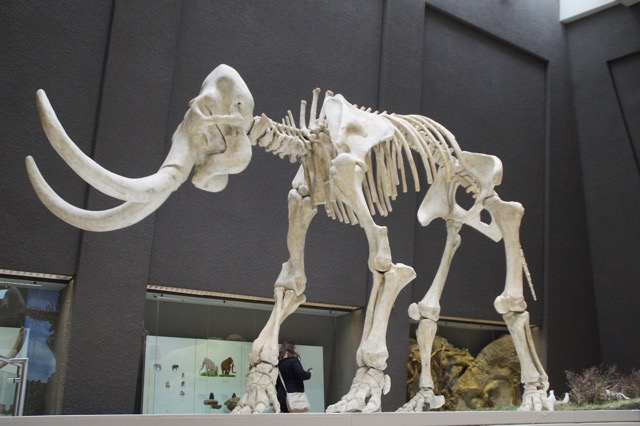 Image of a mammoth skeleton
